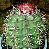 Melocactus sp HU713 (Mirabela, Minas Gerais, Brasil).JPG